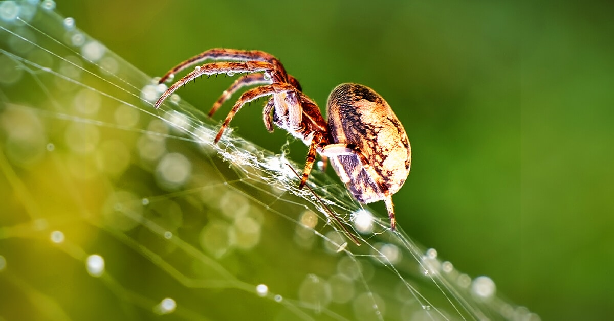 Aranha na teia