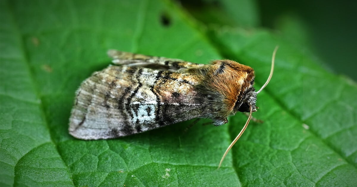 Poster: como vencer as traças com Biokill
